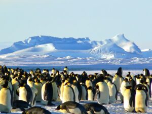 emporer penguins, antarctica