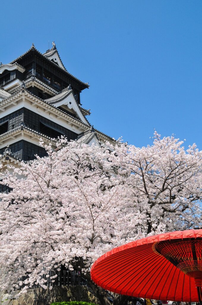 cherry blossoms