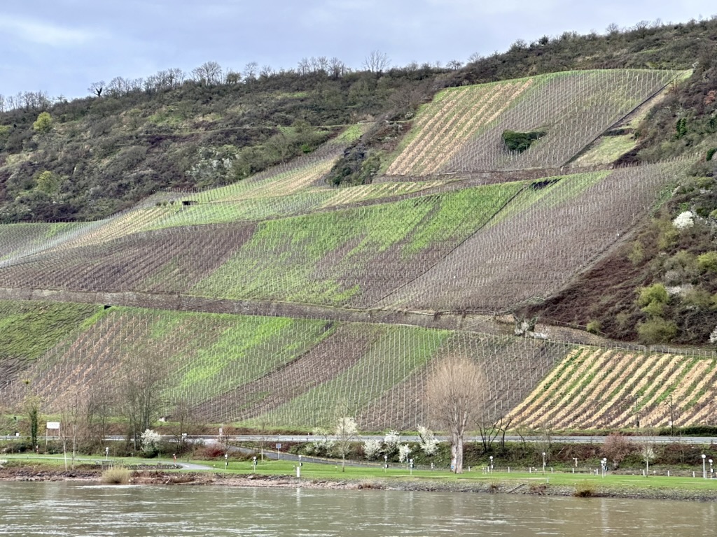 rhine river gorge, rhine river vineyards