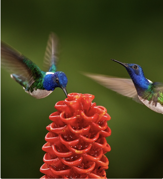 Colombia bird watching