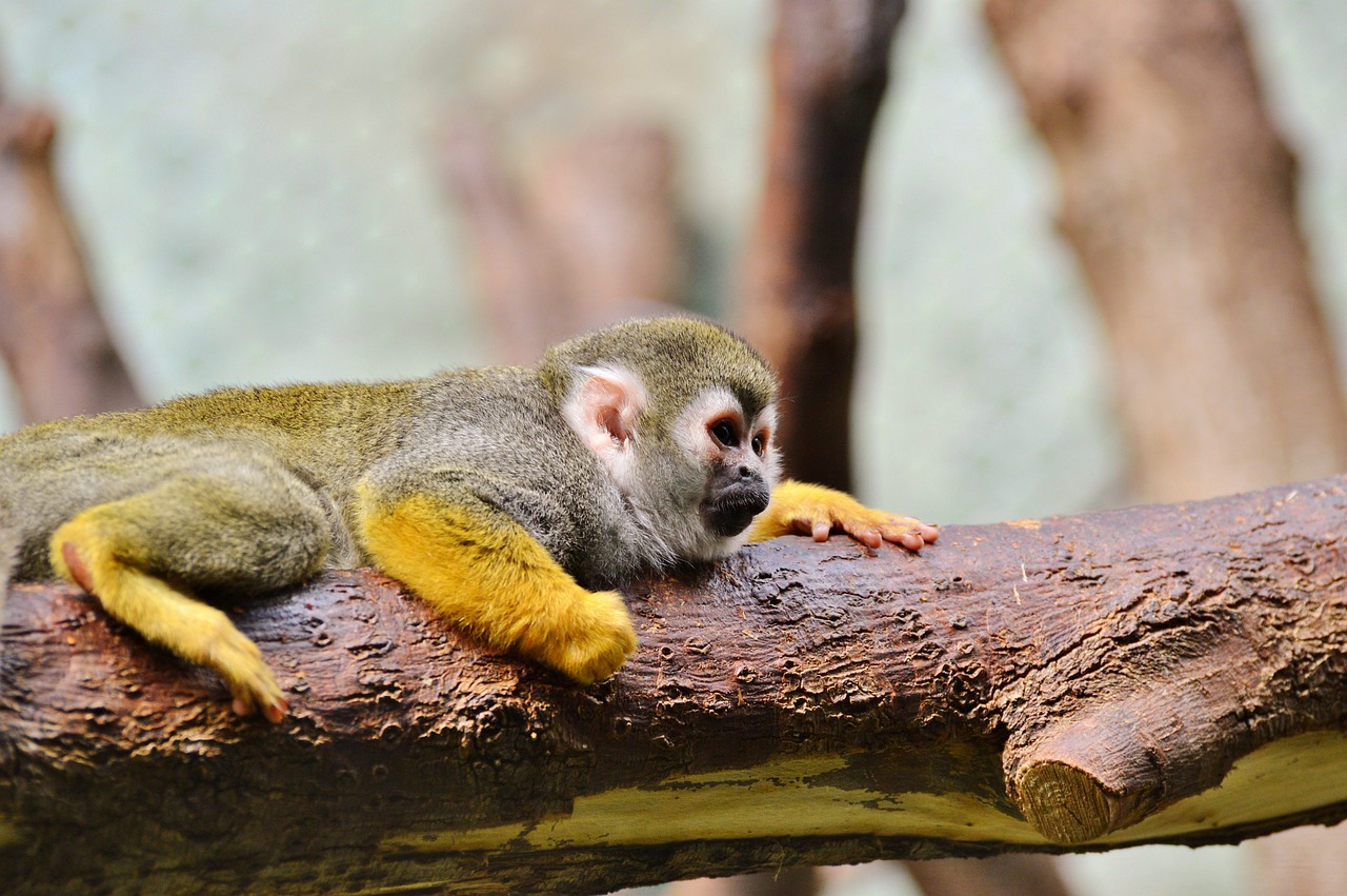 ape-2516188_1280