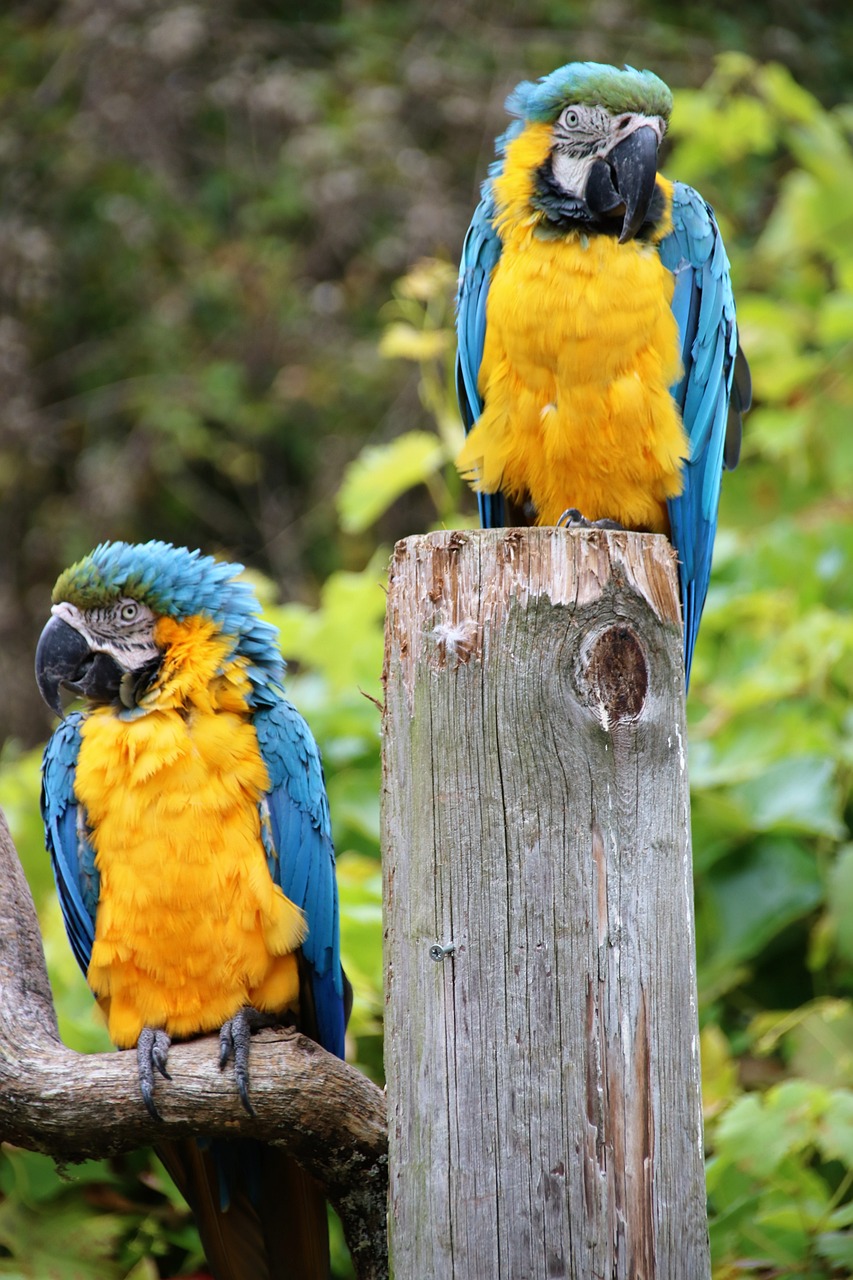 parrot-1738008_1280