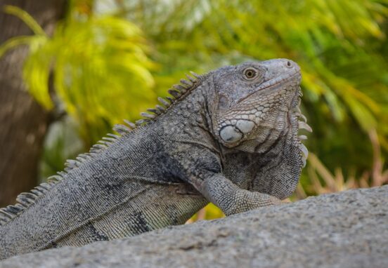 Aruba, Iguana, lizard, beach