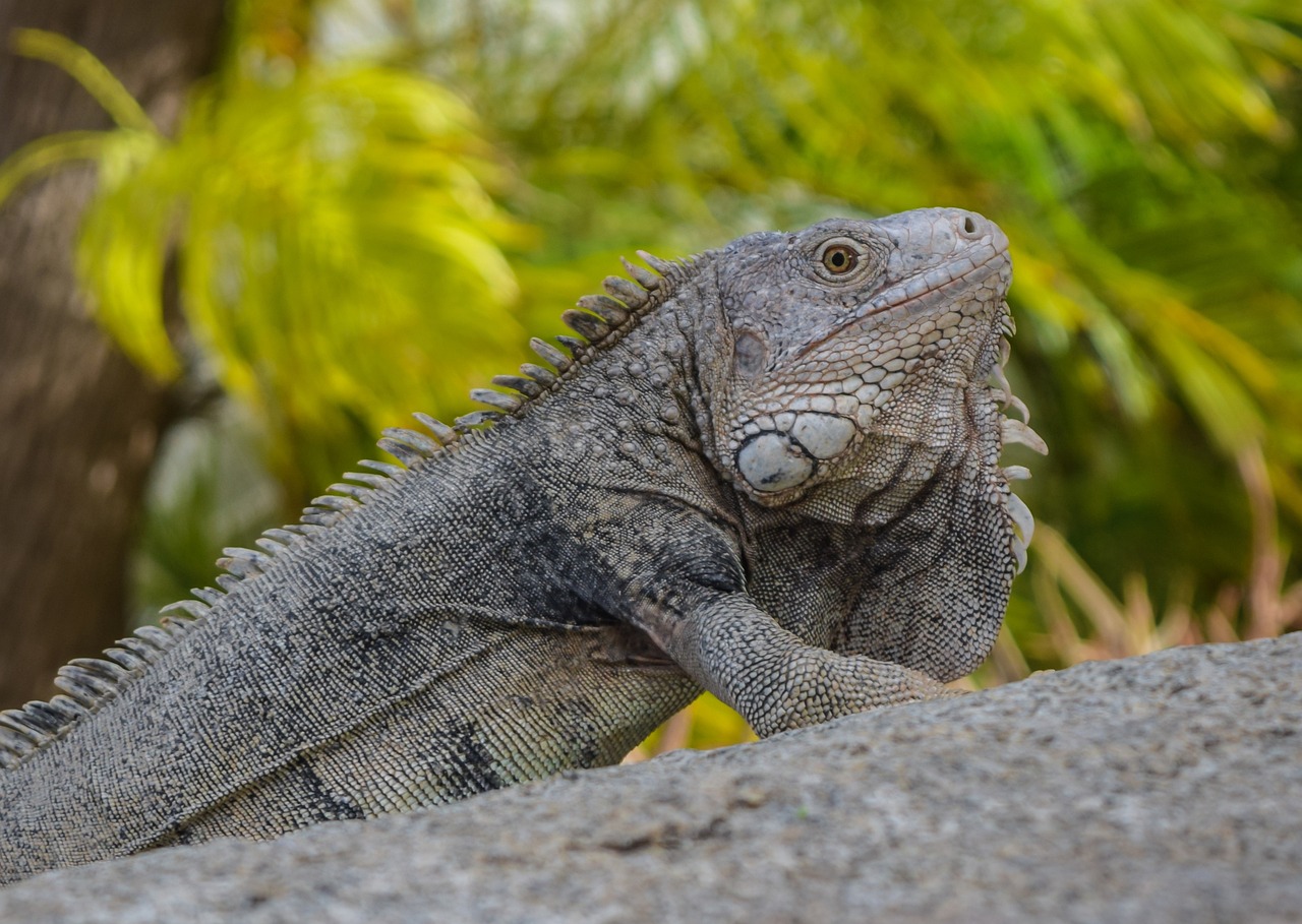 Aruba, Iguana, lizard, beach