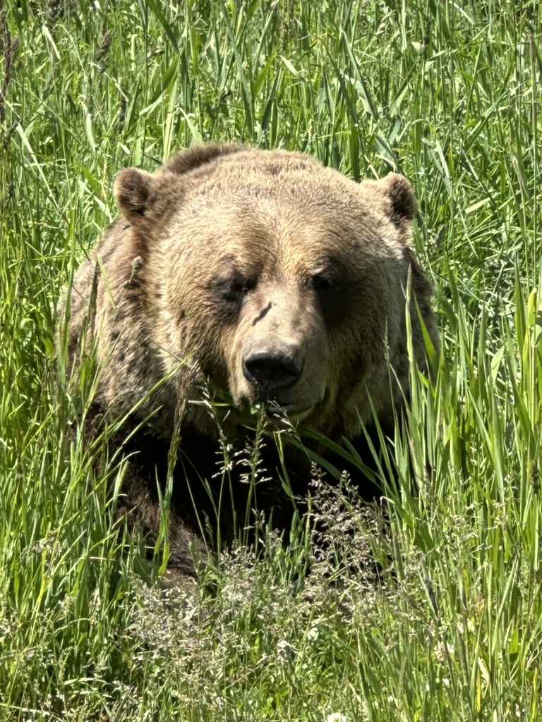 Canada Travel, Canada Wildlife