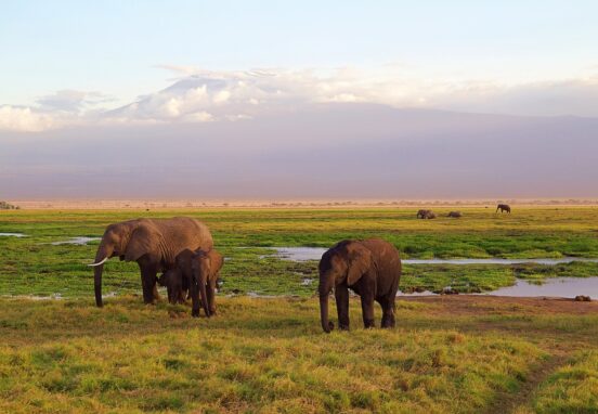 African safari