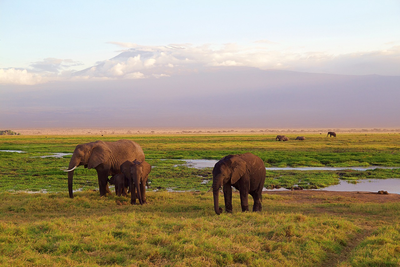 African safari