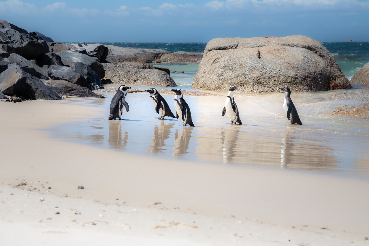 african penguin