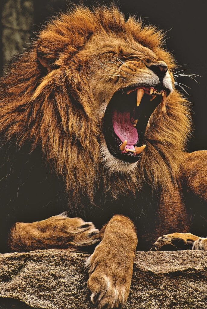 African safari, lion