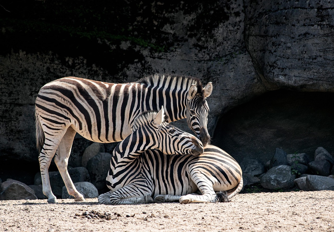 zebras-4258909_1280