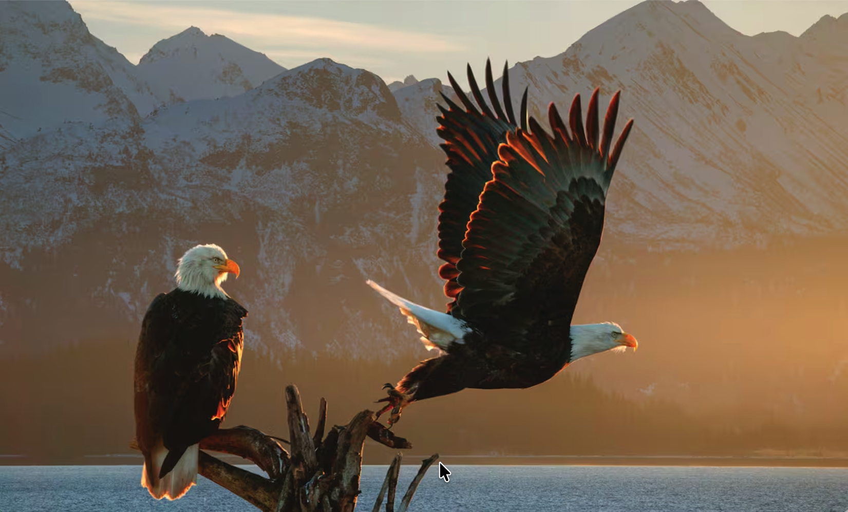 Bald Eaagles