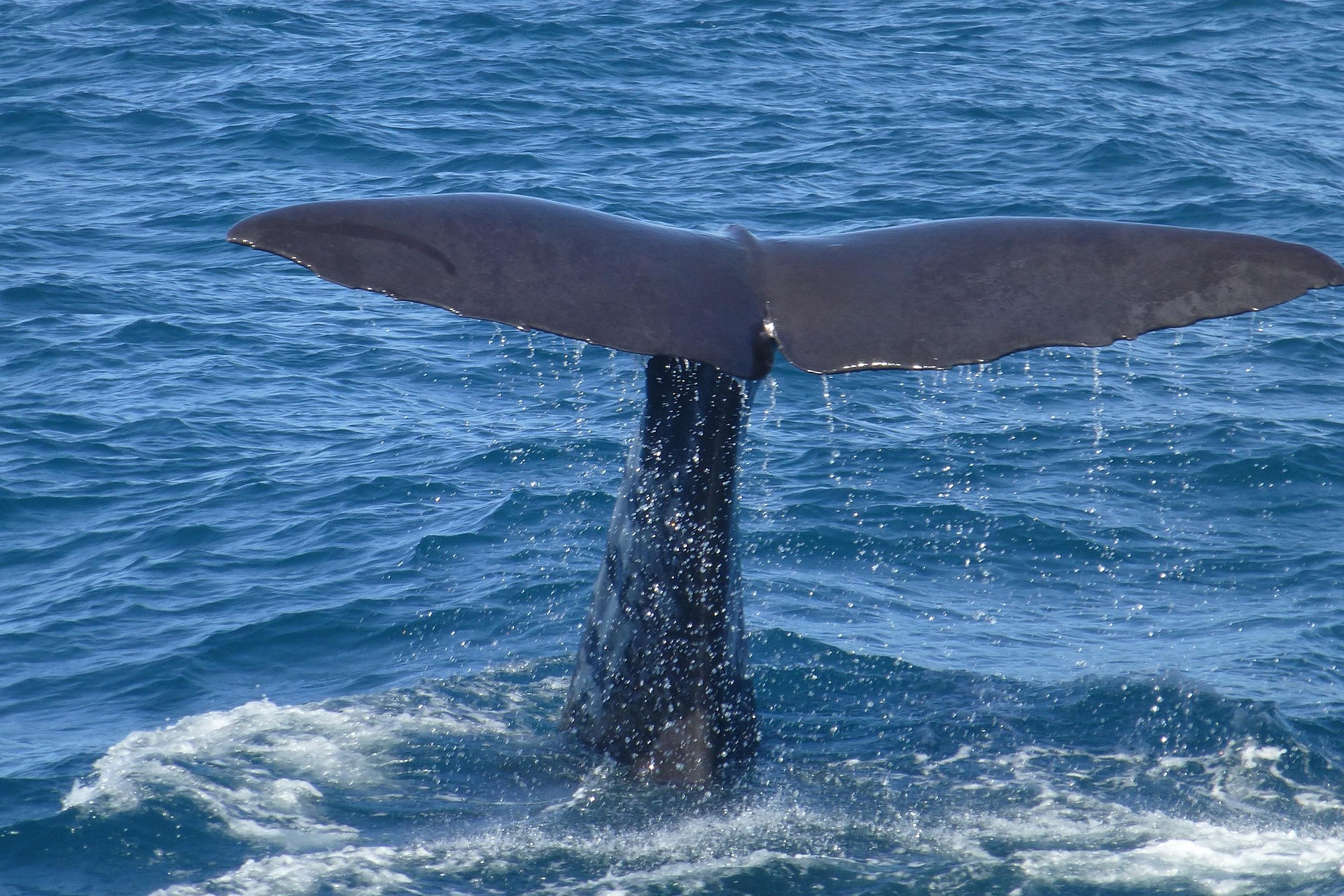 Whale watching